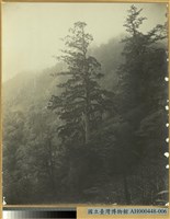 藏品(林相)的圖片